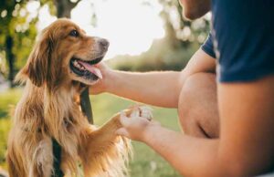 जानवरों की सेवा से संवारें उज्ज्वल कॅरियर