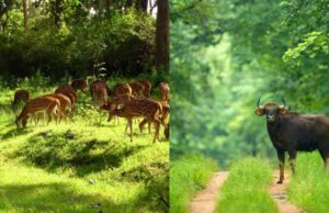 बारनवापारा अभयारण्य: हर मोड़ पर वन्य जीवन और प्रकृति की नई कहानी