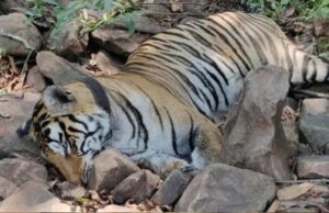 मां से बिछड़े ‘कान्हा’ बाघ की मौत, 27 दिन पहले छोड़ा गया जंगल में, दुर्गावती रिजर्व के कोर एरिया में मिला शव