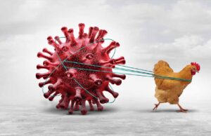 भागलपुर में बर्ड फ्लू के मामले, चिकन खाने वालों को सतर्क रहने की जरूरत