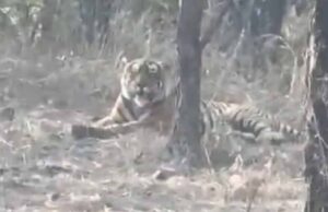 चीतों के घर में बाघ की एंट्री, कूनो नेशनल पार्क में पहली बार देखा गया, कैमरे में कैद हुई तस्वीर