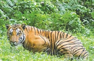 अंतर्राष्ट्रीय बाघ शिकारी आदिन सिंह उर्फ कल्ला बावरिया को 4 वर्ष की सजा