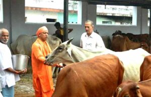 यूपी में सबसे ज्यादा रिकॉर्ड 16 लाख निराश्रित गोवंश संरक्षित