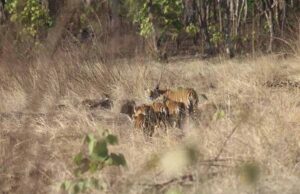 विंध्य की गोद में बसा खिवनी अभयारण्य, बन रहा इको-टूरिज्म का आकर्षण केंद्र