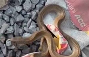 कोरबा में निर्माणाधीन मकान से निकला कोबरा, इलाके में मची अफरा-तफरी