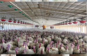 पोल्ट्री फार्म में 5000 से अधिक मुर्गियों की संदिग्ध मौत, बर्ड फ्लू की आशंका, पशु चिकित्सा विभाग में हड़कंप