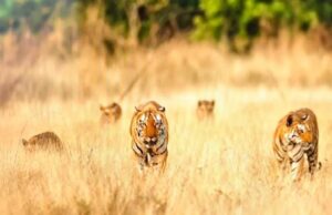 खिवनी अभयारण्य में दुर्लभ दृश्य: सड़क पर दिखा बाघ परिवार, 20 मिनट तक थमी रही टूरिस्ट की सांसें