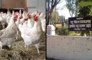 बिलासपुर में बर्ड फ्लू का कहर: 4400 मुर्गियों की मौत, 10 किमी दायरे में अलर्ट जारी
