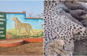 कूनो नेशनल पार्क में ज्वाला चीता ने दिया पांच शावकों को जन्म, चीतों की संख्या पहुंची 50 के पार