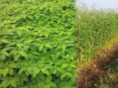 हरी खाद- खेती में बढ़ेगा उत्पादन, मिट्टी की सेहत होगी बेहतर
