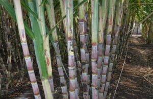 ड्रिप इरीगेशन से गन्ना उत्पादन में 25 प्रतिशत तक बढ़ोतरी, किसानों की बढ़ी आय