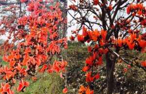 सफलता की कहानी: पलाश फूल से बढ़ती आजीविका और समृद्धि