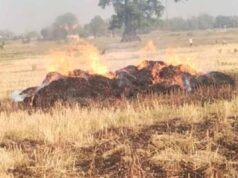 चतरा के सोकी गांव में भीषण आग, 500 से अधिक गेहूं के बोझे जलकर राख
