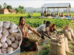 अररिया में मखाना उत्पादन को बढ़ावा, किसानों को 75% तक सब्सिडी देगी सरकार