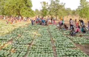 Labour Day (1 मई) से शुरू होगी तेंदूपत्ता तोड़ाई, 639 फड़ तैयार