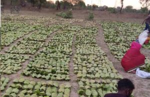 बारिश-ओलों की मार से तेंदूपत्ता खराब, मौसम की मार से संग्रहण भी प्रभावित