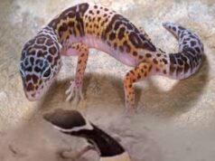 अबूझमाड़ के जंगलों में दिखा दुर्लभ लेपर्ड गेको, जवानों की नाइट पेट्रोलिंग में कैद हुआ अनोखा वीडियो