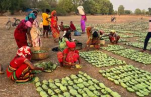 तेंदूपत्ता तुड़ाई से 31 हजार परिवारों को मिलेगा रोजगार, सरकार ने पूरी की सभी तैयारियां