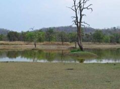 भीषण गर्मी में वन्यजीवों के लिए ‘संजीवनी’ बना बारनवापारा