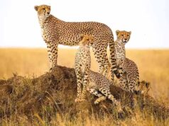 कूनो में चीतों की बढ़ती संख्या के बाद गांधीसागर बना दूसरा घर, अब नौरादेही के जंगल में तैयार 8 बाड़े, जल्द शिफ्ट होंगे चीते