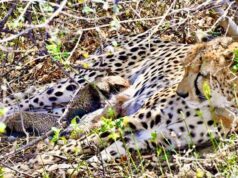 कूनो नेशनल पार्क-चीतों का नया घर ही नहीं, अब सफल ग्लोबल ब्रीडिंग सेंटर