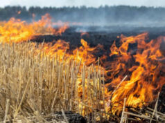 नरवाई जलाना खेत और सेहत दोनों के लिए हानिकारक : कृषि मंत्री कंषाना