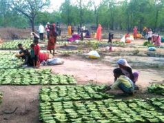 महिला तेंदूपत्ता संग्राहकों के सशक्तिकरण के लिये प्रदेश में संवेदनशील और दूरदर्शी नीतियां : मुख्यमंत्री डॉ. यादव