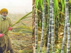 बिहार में गन्ना किसानों को बड़ी राहत, 99.14% भुगतान पूरा