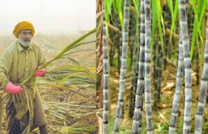 बिहार में गन्ना किसानों को बड़ी राहत, 99.14% भुगतान पूरा
