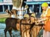 यूपी में गोशालाओं को मिलेगा नया बिजनेस मॉडल, जैविक खेती पर जोर