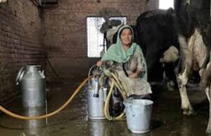 पिपरवार में 300 किसानों और महिला पशुपालकों ने बनाई नई प्रोड्यूसर कंपनी