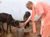योगी सरकार का गो संरक्षण के लिए बड़ा मास्टर प्लान, ग्रामीण अर्थव्यवस्था से जोड़ा जाएगा अभियान