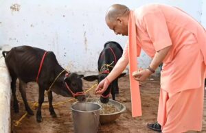 योगी सरकार का गो संरक्षण के लिए बड़ा मास्टर प्लान, ग्रामीण अर्थव्यवस्था से जोड़ा जाएगा अभियान