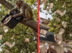 बुलंदशहर में ‘नोटों की बारिश’: बंदर ने दो लाख रुपये का बैग पेड़ से फाड़कर उड़ाए नोट