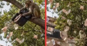 बुलंदशहर में ‘नोटों की बारिश’: बंदर ने दो लाख रुपये का बैग पेड़ से फाड़कर उड़ाए नोट