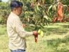 यूपी के आम बागों में बची फसल को बचाने की जद्दोजहद, बैगिंग से बढ़ेगी क्वालिटी और कीमत