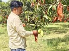 यूपी के आम बागों में बची फसल को बचाने की जद्दोजहद, बैगिंग से बढ़ेगी क्वालिटी और कीमत
