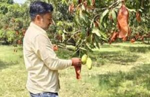 यूपी के आम बागों में बची फसल को बचाने की जद्दोजहद, बैगिंग से बढ़ेगी क्वालिटी और कीमत