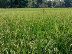 सरायकेला-खरसावां में बढ़ा गरमा धान का रकबा, किसानों में दिखा उत्साह