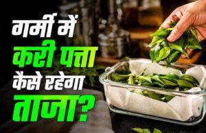 करी पत्ता स्टोर करने के आसान तरीके: महीनों तक रहेगा फ्रेश और हरा-भरा