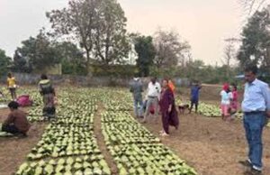 तेंदूपत्ता लक्ष्य पर प्रशासन सख्त: वन अधिकारियों ने फड़ों का किया औचक निरीक्षण