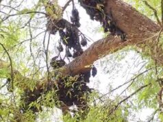 छत्तीसगढ़ में गर्मी का कहर, हीट स्ट्रोक से 500 से ज्यादा चमगादड़ों की मौत