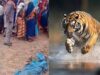 बांधवगढ़ में खूनी बाघ का आतंक! घर में घुसकर महिला को मार डाला, 3 परिजन घायल