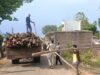 गौरेला क्षेत्र में सागौन की अवैध कटाई पर वन विभाग की बड़ी कार्रवाई