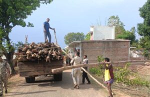 गौरेला क्षेत्र में सागौन की अवैध कटाई पर वन विभाग की बड़ी कार्रवाई
