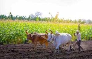 योगी सरकार की किसान हितैषी पहल, अनाज खरीद में रिकॉर्ड भुगतान से जीता भरोसा