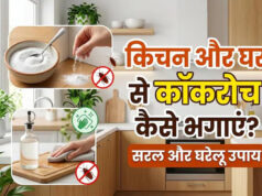 कॉकरोच भगाने के सबसे असरदार घरेलू उपाय