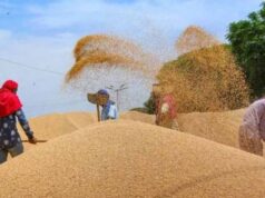 अब तक 90 लाख मीट्रिक टन से अधिक हुआ गेहूँ का उपार्जन : खाद्य मंत्री राजपूत