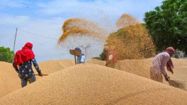 wheat_A_45_3-5.jpg