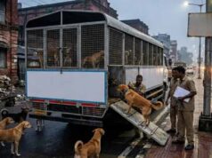 धनबाद के आवारा कुत्तों को मिलेगा नया ठिकाना, अब चाकुलिया शिफ्ट होंगे स्ट्रे डॉग्स